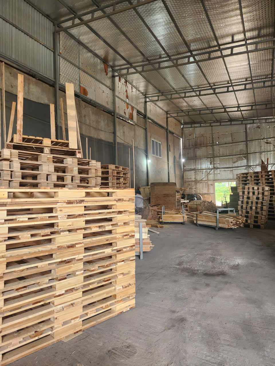 Cưa xẻ gỗ tràm (keo) - hình ảnh 5